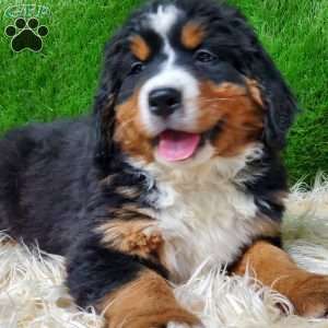 MADERIA, Bernese Mountain Dog Puppy