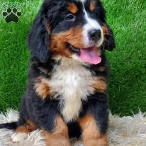MADERIA, Bernese Mountain Dog Puppy