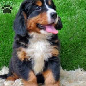 MADERIA, Bernese Mountain Dog Puppy