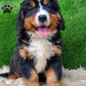 MADERIA, Bernese Mountain Dog Puppy