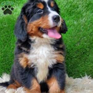 MADERIA, Bernese Mountain Dog Puppy