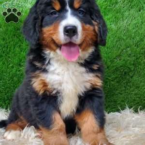 MADERIA, Bernese Mountain Dog Puppy