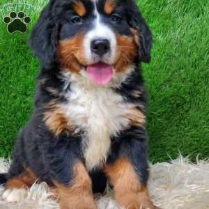 MADERIA, Bernese Mountain Dog Puppy