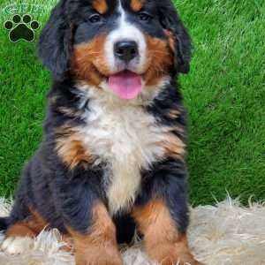 MADERIA, Bernese Mountain Dog Puppy