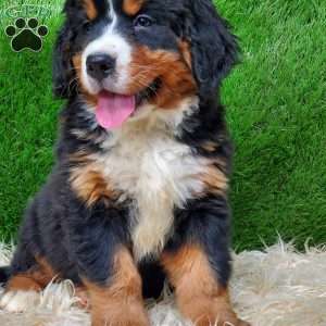 MADERIA, Bernese Mountain Dog Puppy