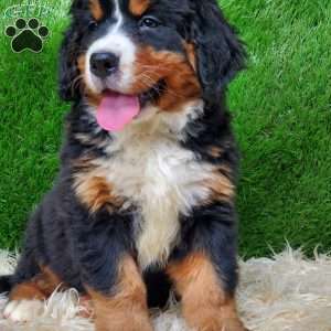 MADERIA, Bernese Mountain Dog Puppy