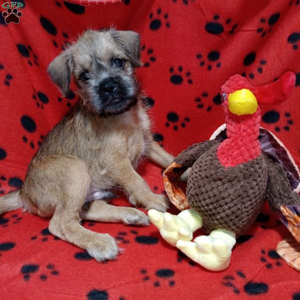 Stu, Brussels Griffon Puppy