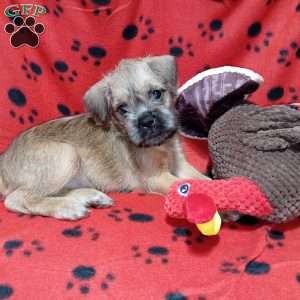 Stu, Brussels Griffon Puppy