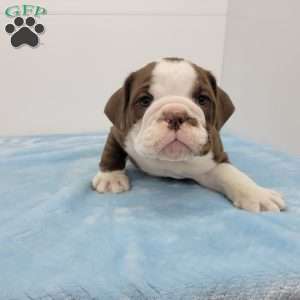 Evan, English Bulldog Puppy