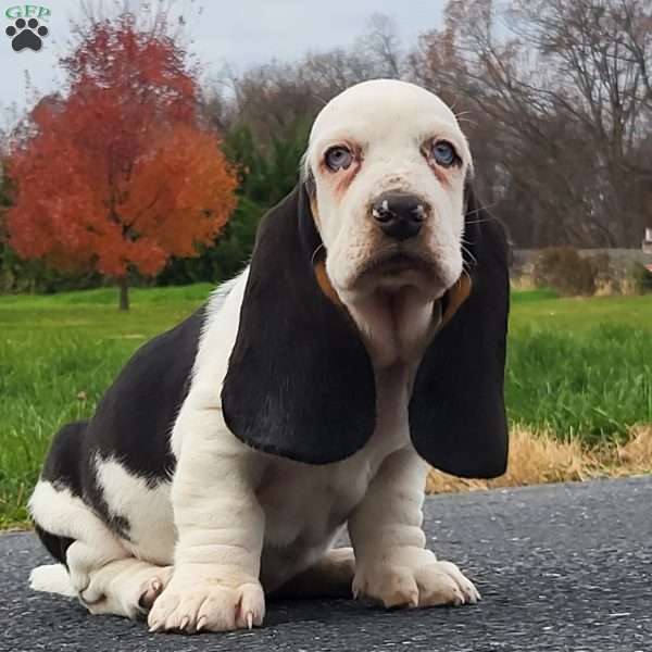 Snoopy, Basset Hound Puppy