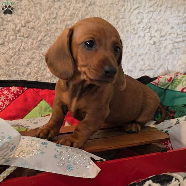 Precious, Dachshund Puppy