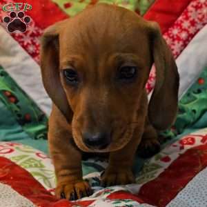 CJ, Dachshund Puppy