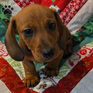 CJ, Dachshund Puppy