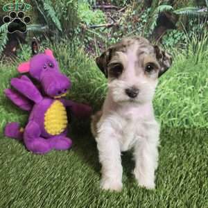 ELSA, Miniature Schnauzer Puppy