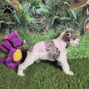 ELSA, Miniature Schnauzer Puppy