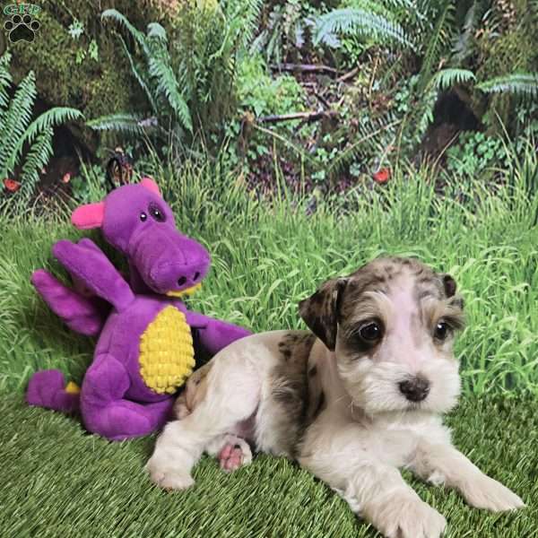 ELSA, Miniature Schnauzer Puppy