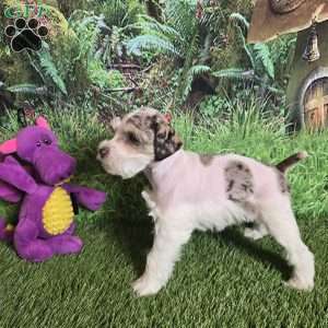 ELSA, Miniature Schnauzer Puppy