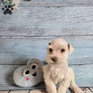OLAF, Miniature Schnauzer Puppy
