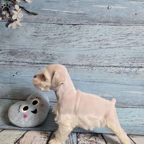 OLAF, Miniature Schnauzer Puppy