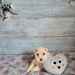 OLAF, Miniature Schnauzer Puppy