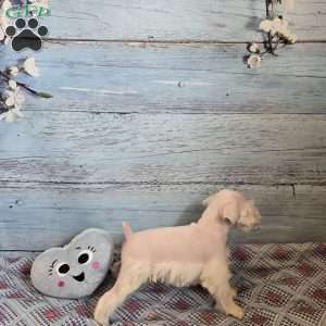 OLAF, Miniature Schnauzer Puppy