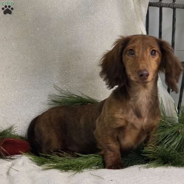 Kenyon, Dachshund Puppy
