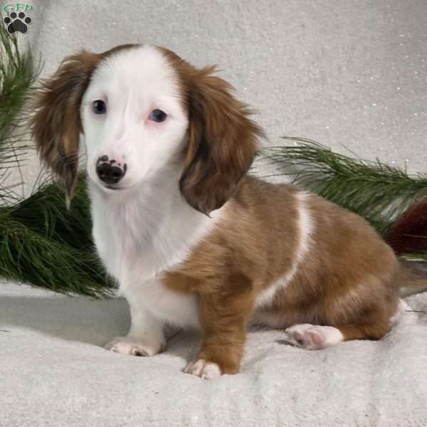 Elise, Dachshund Puppy