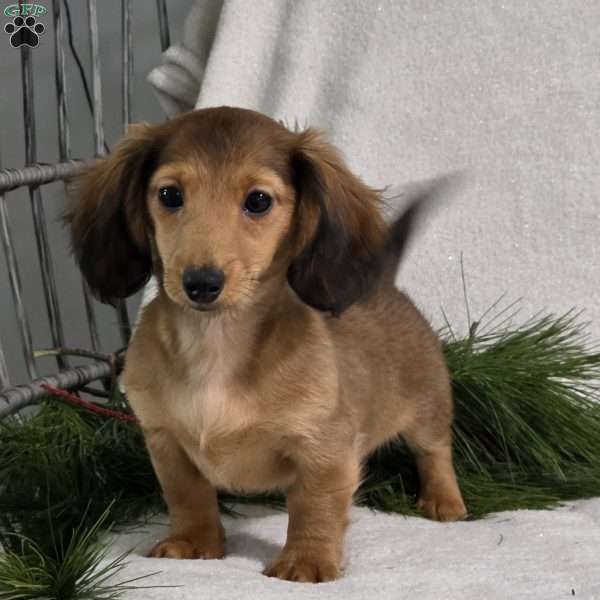 Emmy, Dachshund Puppy