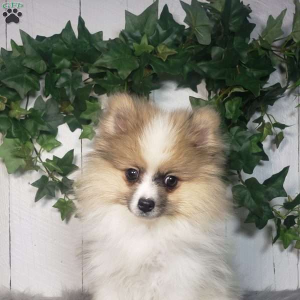 Lincoln, Pomeranian Puppy