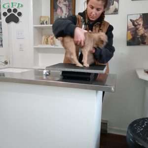 Stu, Brussels Griffon Puppy