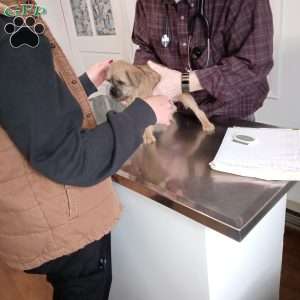 Stu, Brussels Griffon Puppy