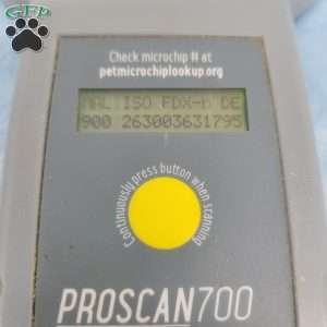 Brent, Bich-Poo Puppy