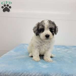 Brent, Bich-Poo Puppy