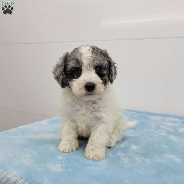 Brent, Bich-Poo Puppy