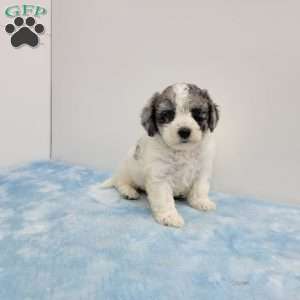 Brent, Bich-Poo Puppy