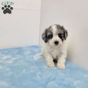 Brent, Bich-Poo Puppy