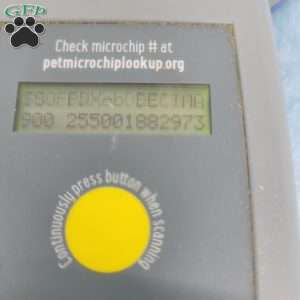 Bill, Bich-Poo Puppy