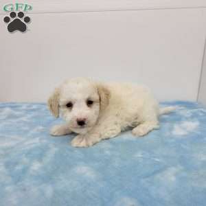 Bill, Bich-Poo Puppy