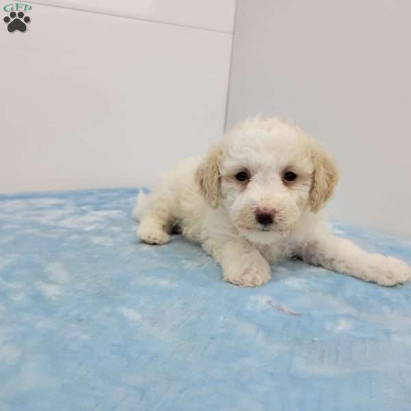 Bill, Bich-Poo Puppy