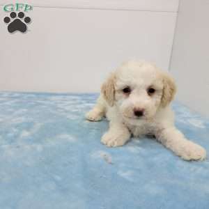 Bill, Bich-Poo Puppy