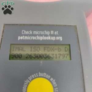 Bailey, Bich-Poo Puppy