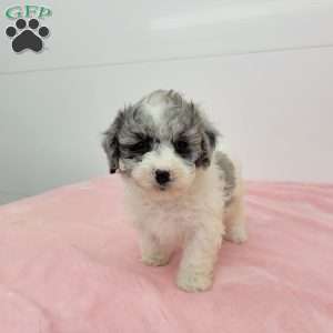 Bailey, Bich-Poo Puppy