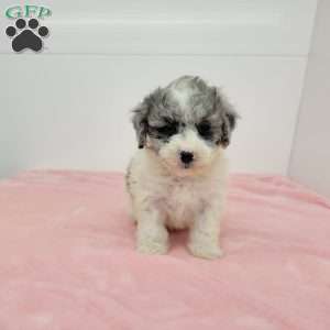 Bailey, Bich-Poo Puppy