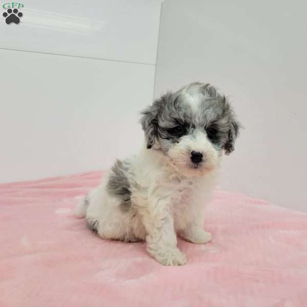 Bailey, Bich-Poo Puppy