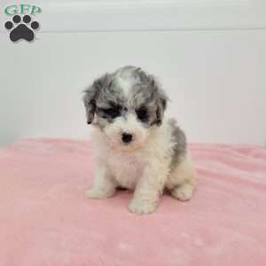 Bailey, Bich-Poo Puppy