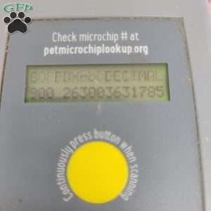 Barb, Bich-Poo Puppy