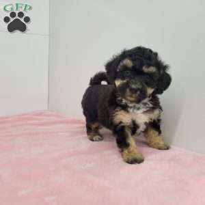 Barb, Bich-Poo Puppy