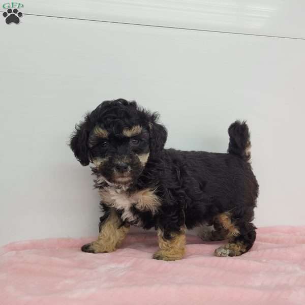 Barb, Bich-Poo Puppy