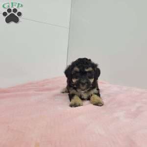 Barb, Bich-Poo Puppy