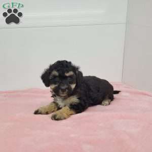 Barb, Bich-Poo Puppy